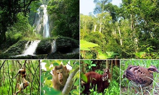 Webinar discusses ways to contain wildlife trafficking and consumption